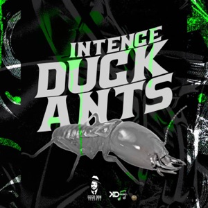 Duck Ants - Intence